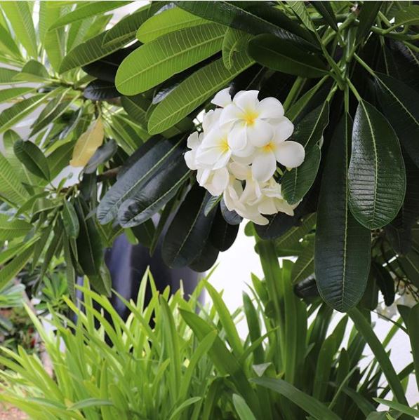 image of plumerias on client property
